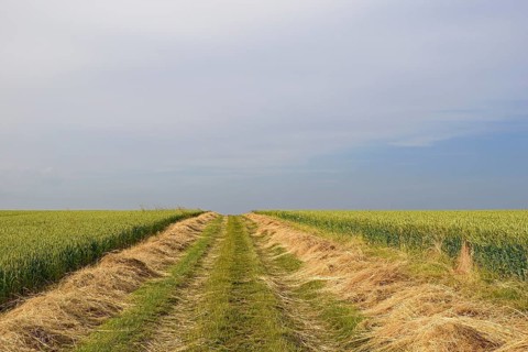 Field landscape, open-mowed meadow path between grain fields, North Rhine-Westphalia, Germany