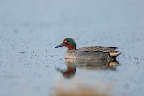 Anas Crecca, Common Teal, Grosbeak, Crickente, Anatidae, Birds, Ducks, Ducks, Duckbirds, Leo, Male,