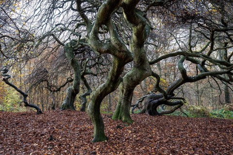Süntelbuchen (Fagus sylvatica), cripple beeches, Hexenwald, Semper Forest Park, near Lietzow,