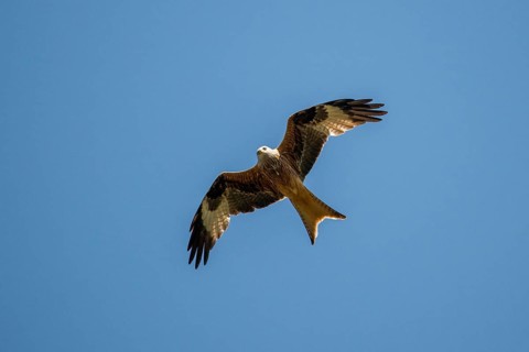Accipitriformes, Milvus Milvus, Red Kite, Red Kite, Red Kite, Birds, Flying, Flight, Raptor,
