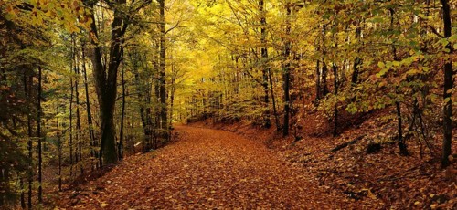 A colorful forest trail, strewn with golden, autumnal leaves and surrounded by trees, hiking in