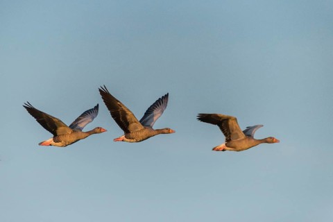 Anser Anser, Greylag or Graylag Goose, Grelag Goose, Anatidae, Battle, Birds, Duckbirds, Fight,