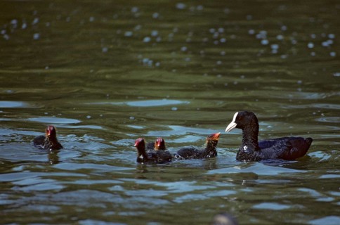 Eurasian Coot coot, dune cub, fulica atra, chick, adult, birds, coot, coot, adult, sexually mature,
