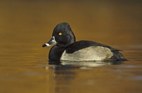 Ring-necked Duck (Aythya collaris) male, British Columbia, Canada