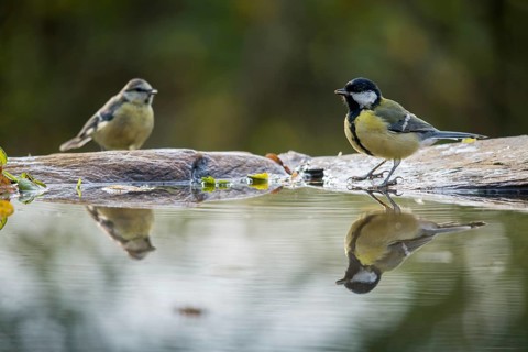 Blue tit, great tit, great tit, parus caeruleus, parus major, bath, bathe, bird bath, birds, tits,