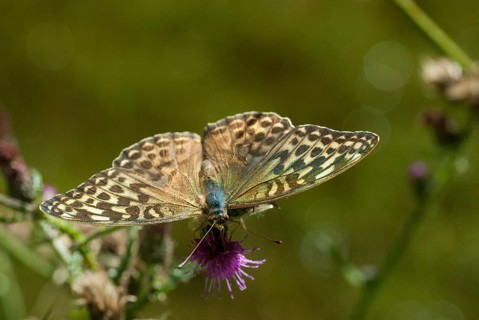 Argynnis paphia, imperial mantle, silver-washed fritillary, butterfly, female, insects, butterfly,