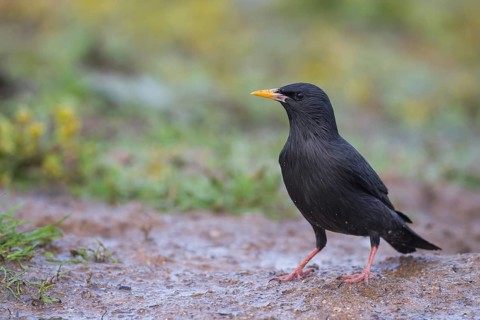 Spotless Starling - Einfarbstar - Sturnus unicolor, Morocco, adult