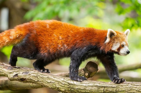 Red panda (Ailurus fulgens) on a branch in a tree, captive, Germany