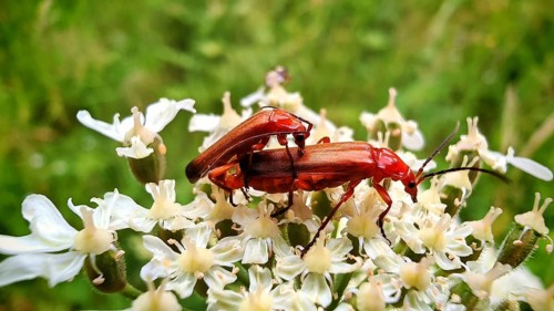 A close-up of two common red soldier beetles (Rhagonycha fulva) mating on white flowers in green