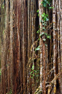 Strangler fig (Ficus virens), tropical tree, tree, rainforest, jungle, Atherton tablelands,