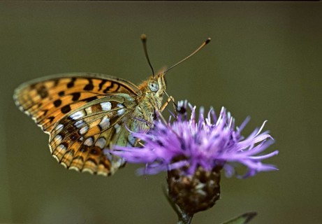 Argynnis adippe, Fabriciana adippe, fiery mother-of-pearl butterfly, high brown fritillary,