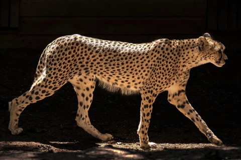 Cheetah (Acinonyx jubatus), Nuremberg Zoo, Middle Franconia, Bavaria, Germany