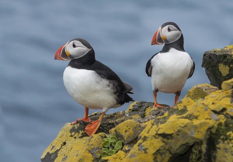 Atlantic Puffin (Fratercula arctica) on cliff, Iceland