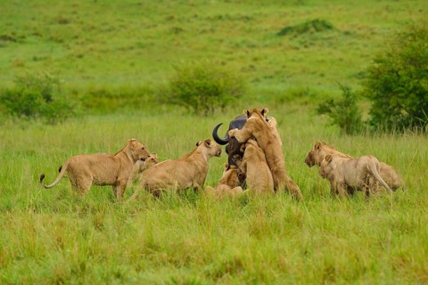 A pride of lions attacks a buffalo in its natural savannah habitat: lion (Panthera leo), Cape