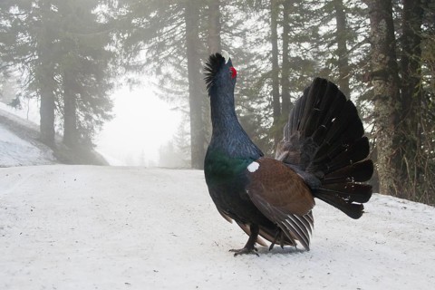 Western Capercaillie (Tetrao urogallus) male, Baden-Wuerttemberg, Germany