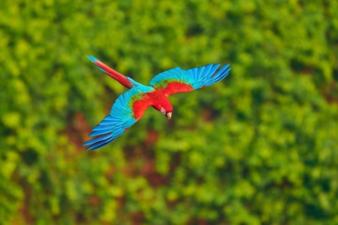 A parrot with red, green and blue colours flying over a green background, Green-winged Macaw, or