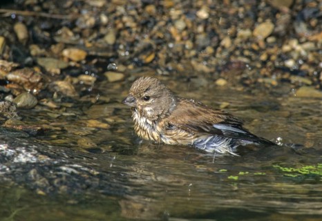 Acanthis cannabina, bloodbird, linaria cannabina, linnet, bath, bird bath, birds, female, hänfling,