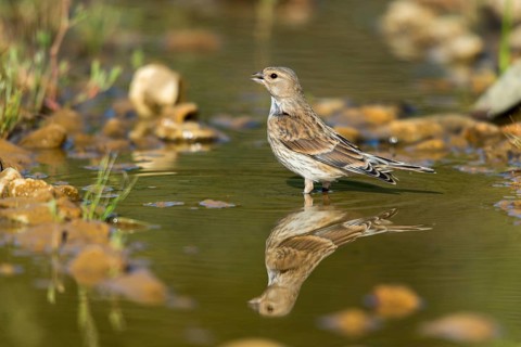 Acanthis cannabina, bloodtail, linaria cannabina, linnet, bath, bird bath, birds, female, hanfling,