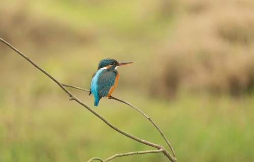 A common kingfisher (Alcedo atthis), Sreepur, Gazipur, Bangladesh