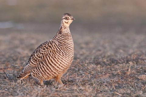 Greater Prairie Chicken (Tympanuchus cupido) female, Wisconsin, USA