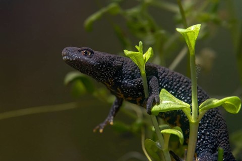 Great crested newt, crested newt, northern crested newt, Triturus cristatus, amphibians,
