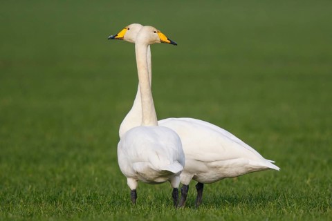 Whooper Swan (Cygnus cygnus), North Rhine-Westphalia, Germany