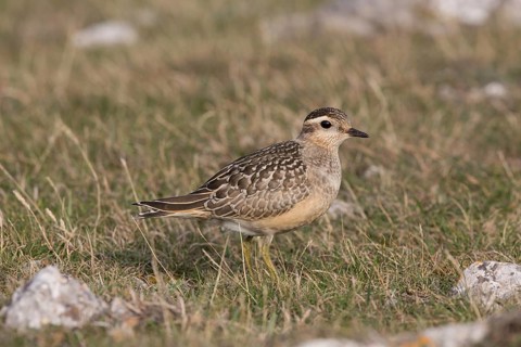 Eurasian Dotterel (Charadrius morinellus), Wales, United Kingdom