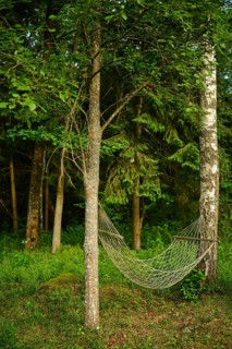 Hammock is strung between two trees in thick forest. Sunlight filters through leaves. Green grass
