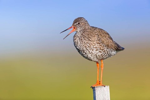Redshank, (Tringa totanus), Animals, Birds, Limicoles, Snipe family, Snipe, Knappavellir,