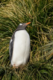 Gentoo Penguin (Pygoscelis papua) perched on tussock grass on South Georgia Island