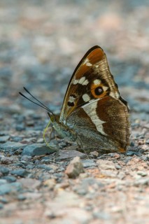 Apatura Iris, large Schiller butterfly, purple emperor, butterfly, high size, portrait format,