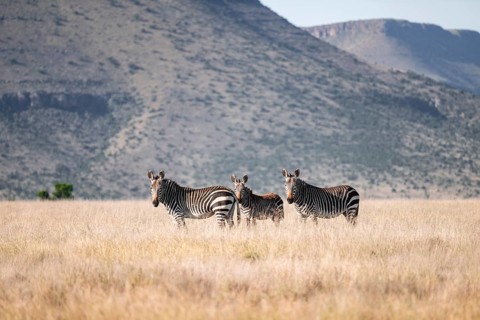Herd, Cape Mountain Zebra (Equus zebra zebra), adult animal, Mountain Zebra National Park, Eastern