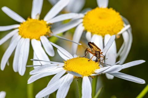 A beetle is perched on the yellow centre of a daisy in its natural habitat, Oedemera podagrariae, a