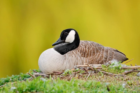 Canada goose (Branta canadensis) sitting brooding on the nest, North Rhine-Westphalia, Germany