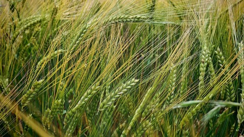 Dense grain field with green ears in nature, Stockheim, Frankenwald nature park Park, Upper