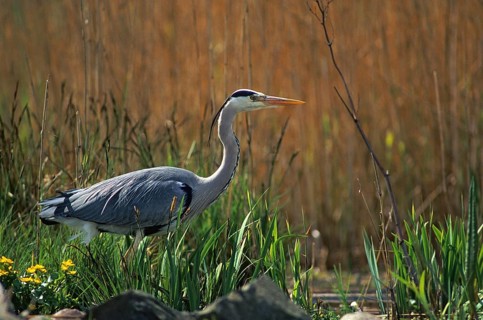Ardea cinerea, heron, gray heron, adult, birds, ciconiiformes, adult, sexually mature, leo, heron,