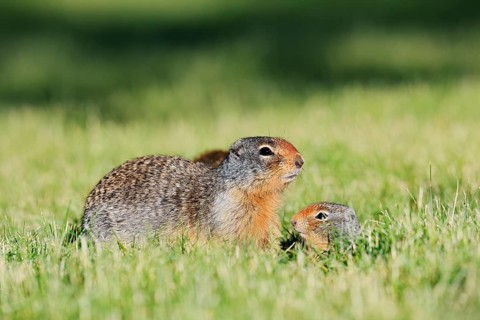 Columbia ground squirrel (Urocitellus columbianus, Spermophilus columbianus), female with a young
