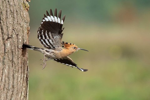 Hoopoe in flight (Upupa epops), Faßberg, Lower Saxony, Germany