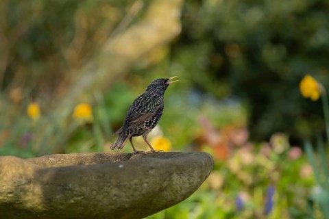 European or Common starling (Sturnus vulgaris) adult bird on a garden bird bath, England, United