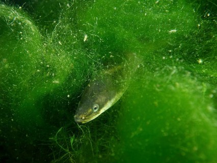 A European eel (Anguilla anguilla) hides between bright green algae under water, dive site