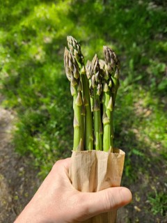 Person holds bundle of fresh asparagus sticks wrapped in brown paper bag outdoors. Background shows
