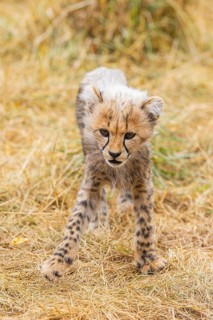 Cheetah (Acinonyx jubatus) youngster walking on a meadow, captive, occurrence Africa
