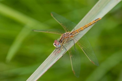 Early heather, red-veined darter, sympetrum fonscolombeii, anisoptera, damselflies, dragonflies,