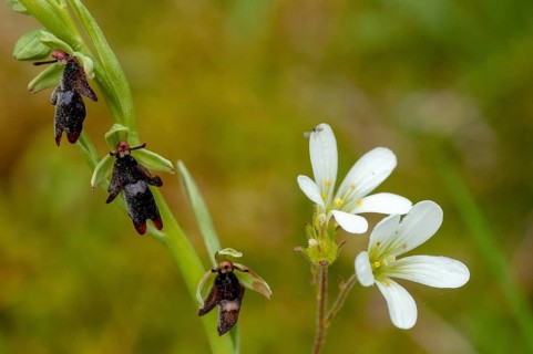 Fly ragwort, Ophrys insectifera, orchidaceae, orchids, orchid plants, Sweden, flora, fly orchid,