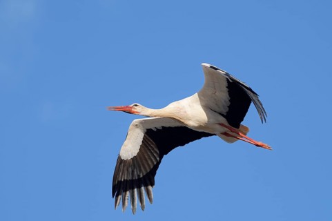 White stork (Ciconia ciconia), flying, Algarve, Portugal