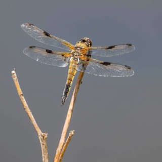 A four-spotted dragonfly (Libellula quadrimaculata) perched on a blade of grass, Littlewood Ranch,