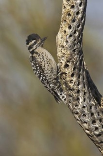 Ladder-backed Woodpecker (Dryobates scalaris), Arizona, USA