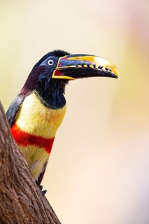 Chestnut-eared aracari (Pteroglossus castanotis) Pantanal Brazil#
