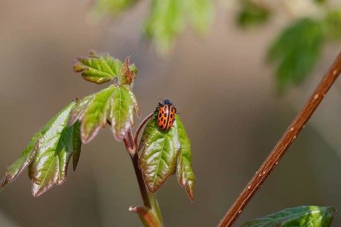 Chrysomela vigintipunctata (Chrysomela vigintipunctata) sitting on a leaf, North Rhine-Westphalia,