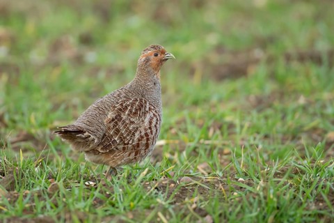 Grey or English or Hungarian partridge (Perdix perdix) adult game bird on a farmland cereal field,